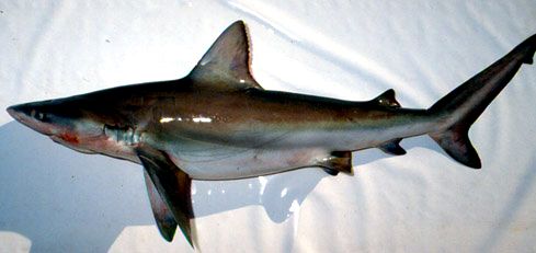 Carcharhinus altimus